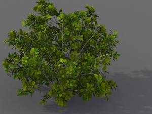 journey to the west - shrubs 02 3D 모델