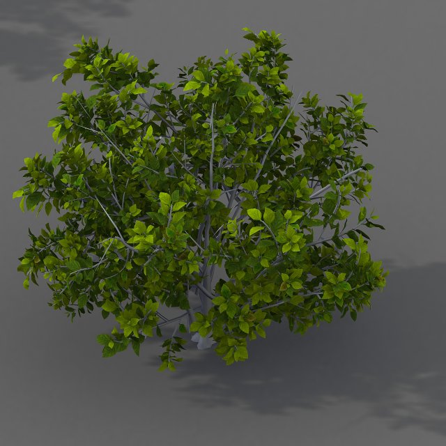 journey to the west - shrub 03 3Dモデル .c4d .max .obj .3ds .fbx .stl .blend 