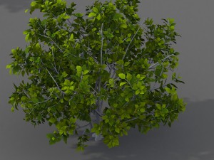 journey to the west - shrub 03 3D मॉडल