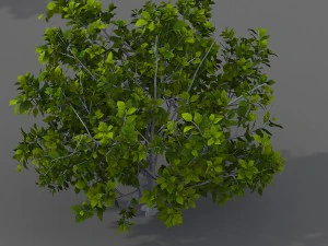 подорож на захід - чагарник 03 3D Модель