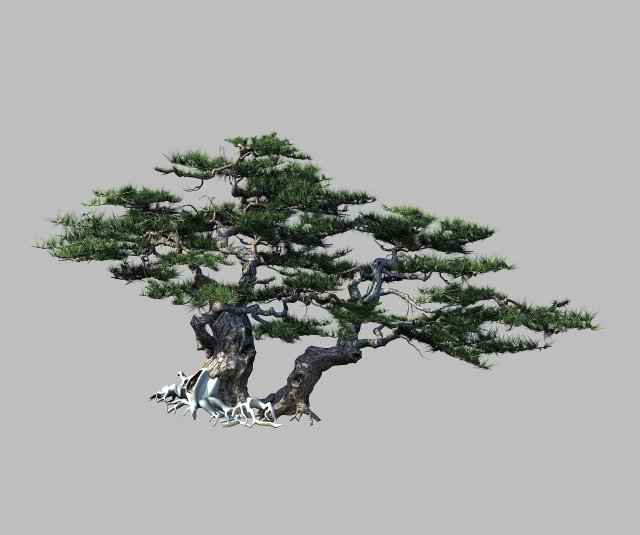 journey to the west - putuo mountain - pine 01 3D 模型 .c4d .max .obj .3ds .fbx .stl .blend 
