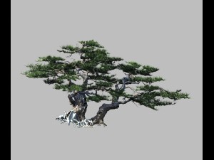 journey to the west - putuo mountain - pine 01 3D Model