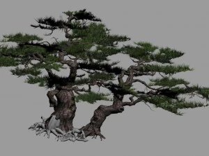 journey to the west - putuo mountain - pine 01 3D Model
