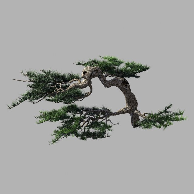 journey to the west - putuo mountain - pine 02 3D मॉडल .c4d .max .obj .3ds .fbx .stl .blend 