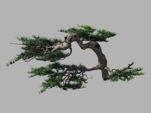 journey to the west - putuo mountain - pine 02 3D 모델