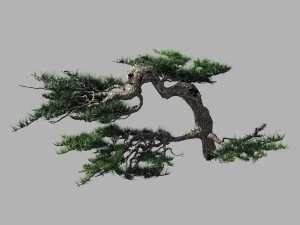 पश्चिम की यात्रा - पुटुओ पर्वत - पाइन 02 3D मॉडल