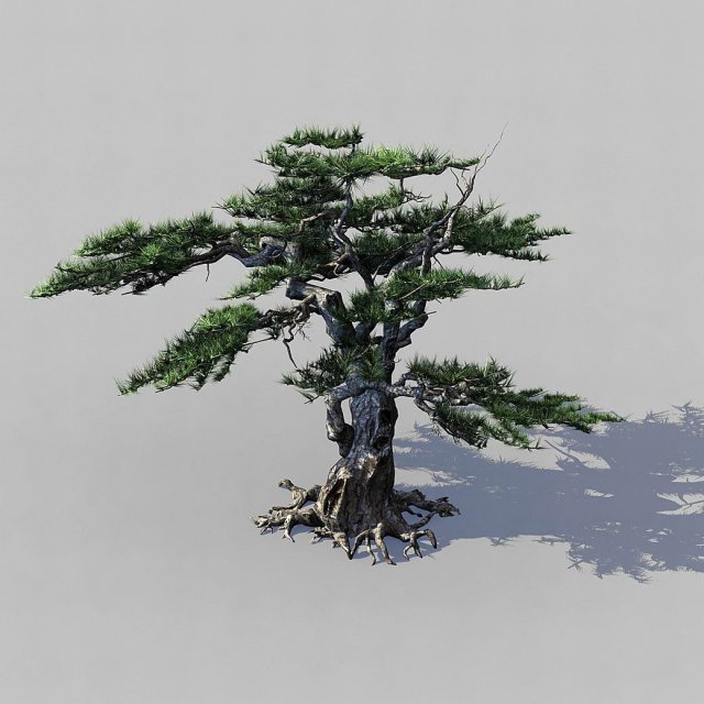 journey to the west - putuoshan - pine 03 3D-Modell .c4d .max .obj .3ds .fbx .stl .blend 