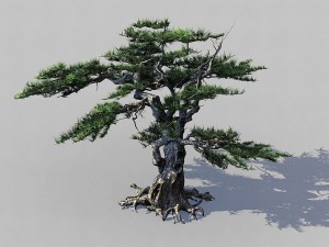 journey to the west - putuoshan - pine 03 3D मॉडल