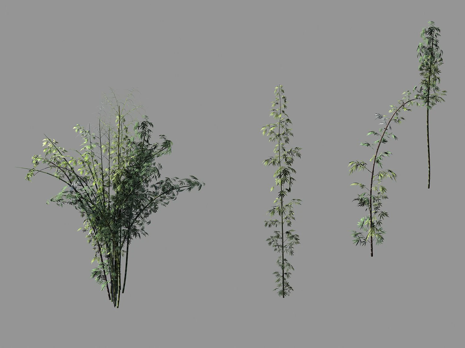 journey to the west - putuoshan - bamboo 02 3D Model .c4d .max .obj .3ds .fbx .stl .blend 