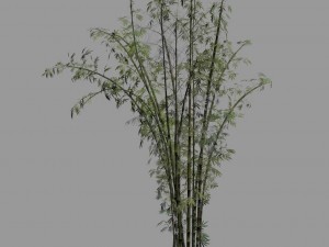 journey to the west - putuoshan - bamboo 03 Modello 3D