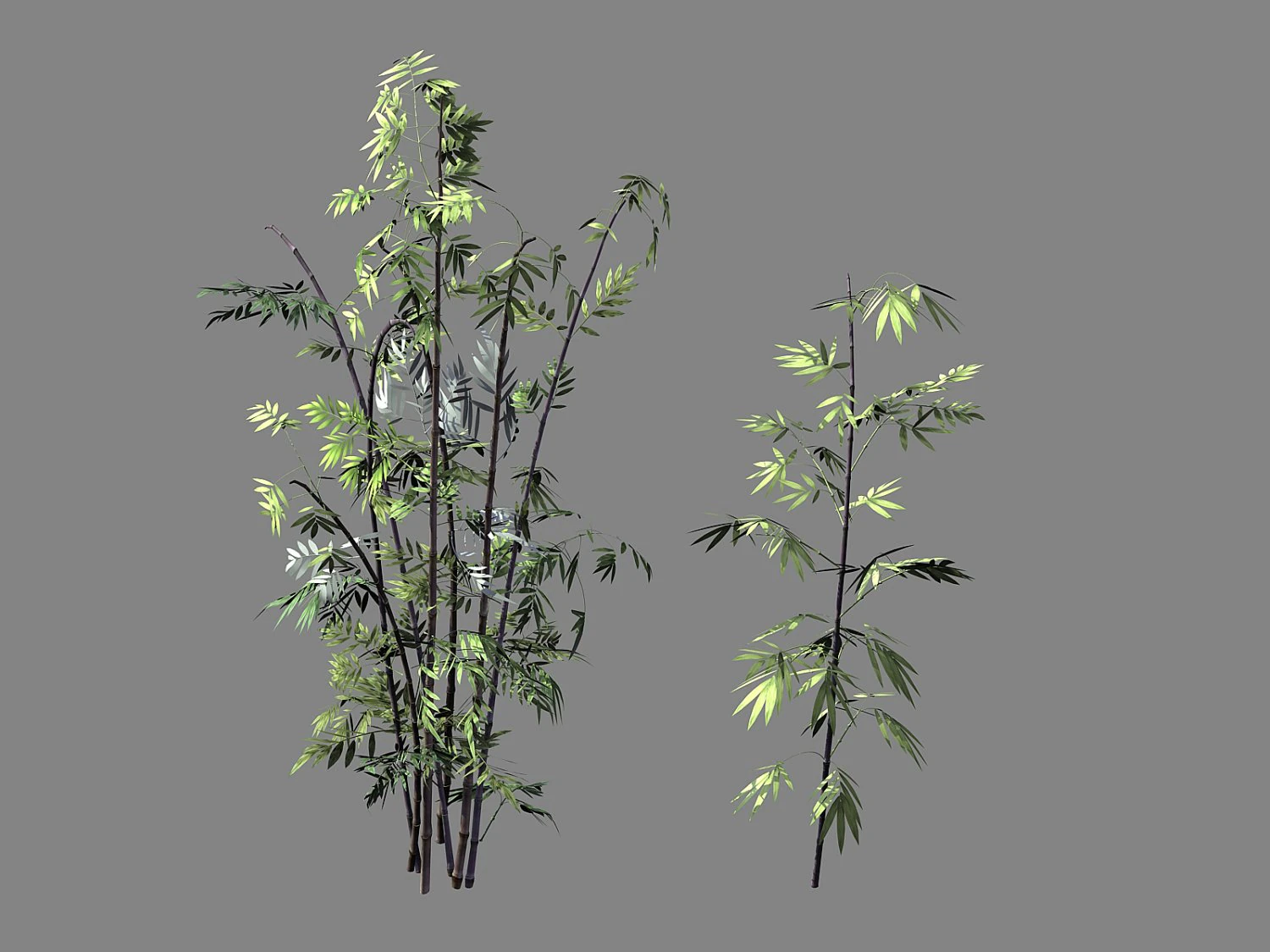 journey to the west - putuoshan - bamboo 010 3D Model .c4d .max .obj .3ds .fbx .stl .blend 