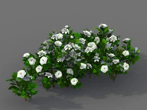 voyage vers l'ouest - gard&eacute;nia 01 Modèle 3D