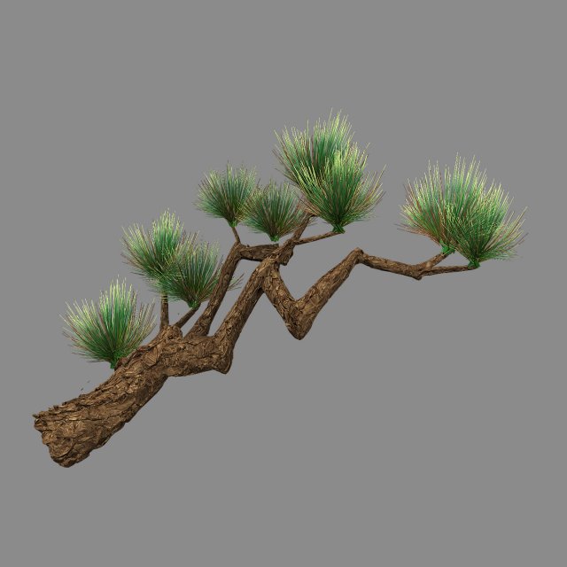 koike town - plants - pine 01 Modelo 3D .c4d .max .obj .3ds .fbx .stl .blend 