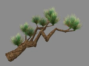 Koike town - рослини - сосна 01 3D Модель