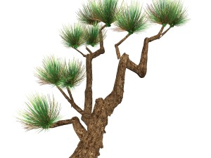koike town - plants - pine 01 Modelo 3D