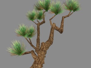koike town - plants - pine 01 Modelo 3D