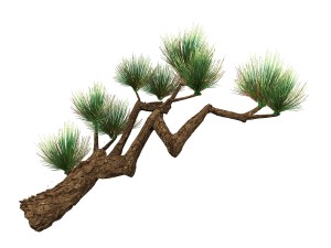 koike town - plants - pine 01 Modelo 3D