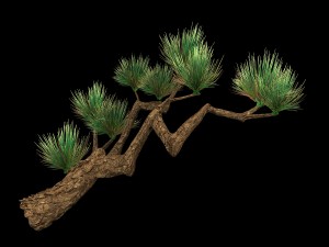 koike town - plants - pine 01 Modelo 3D