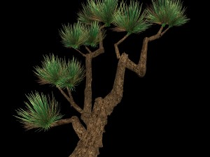 koike town - plants - pine 01 Modelo 3D