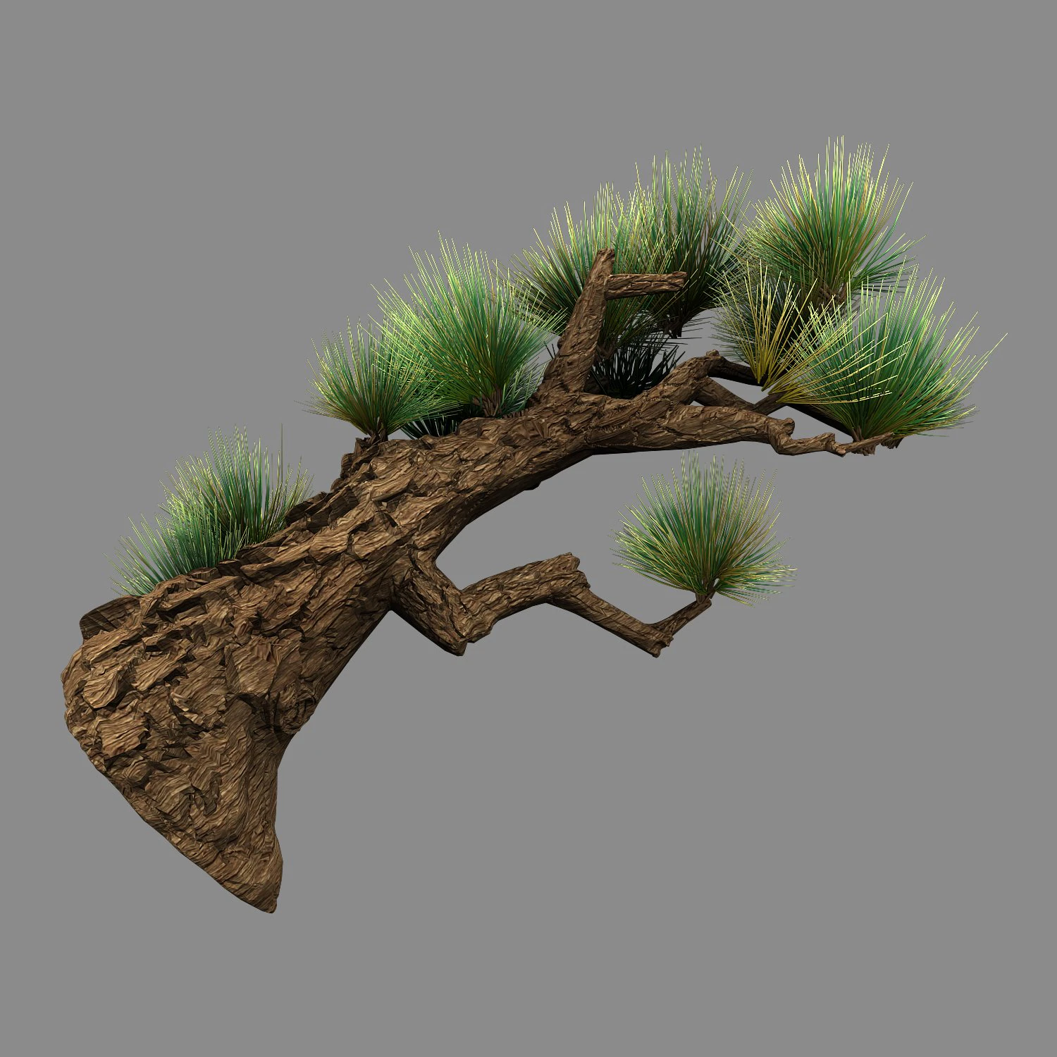 koike town - plant - pine 02 3D Model .c4d .max .obj .3ds .fbx .stl .blend