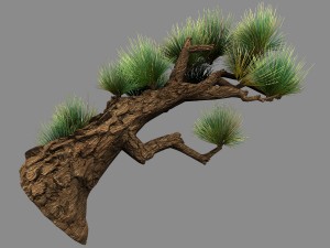 koike town - plant - pine 02 3D 모델