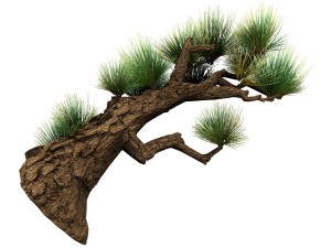 koike town - plant - pine 02 3D मॉडल