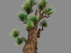 koike town - plant - pine 02 3D मॉडल