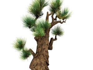 koike town - plant - pine 02 3D मॉडल