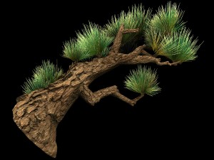 koike town - plant - pine 02 3D मॉडल
