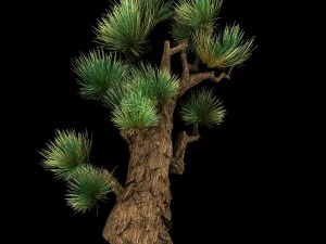 koike town - plant - pine 02 3D Model