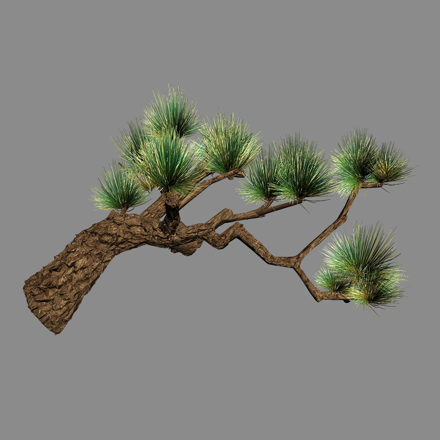 koike town - plants - pine 03 3D Model .c4d .max .obj .3ds .fbx .stl .blend 