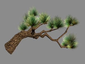 Koike town - рослини - сосна 03 3D Модель