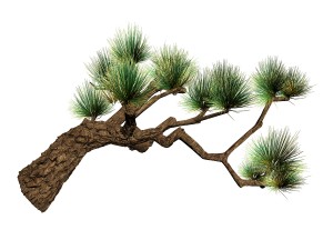 koike town - plants - pine 03 Model 3D