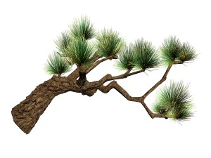 koike town - plants - pine 03 3D Model