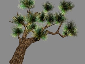 koike town - plants - pine 03 Model 3D