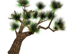 koike town - plants - pine 03 Model 3D