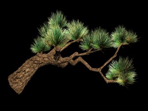koike town - plants - pine 03 Model 3D