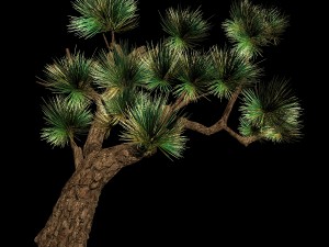 koike town - plants - pine 03 Model 3D