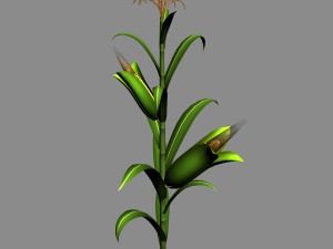 koike town - plant - corn 01 3D Model