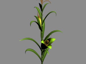koike town - plant - corn 01 Model 3D