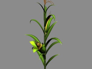 koike town - plant - corn 01 Model 3D