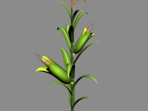 koike town - plant - corn 01 Model 3D