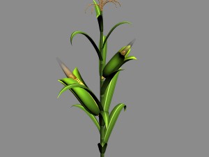 koike town - plant - corn 01 Model 3D