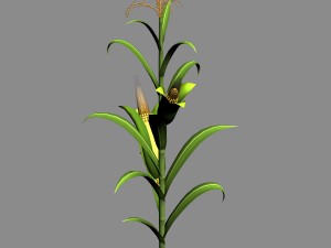 koike town - plant - corn 01 Model 3D