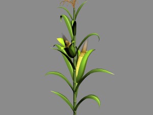 koike town - plant - corn 01 Model 3D