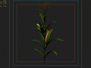 koike town - plant - corn 01 Model 3D