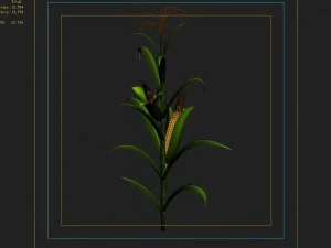 koike town - plant - corn 01 3D Model