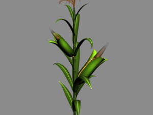 koike town - plant - corn 01 Model 3D