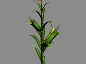 koike town - plant - corn 01 3D Model