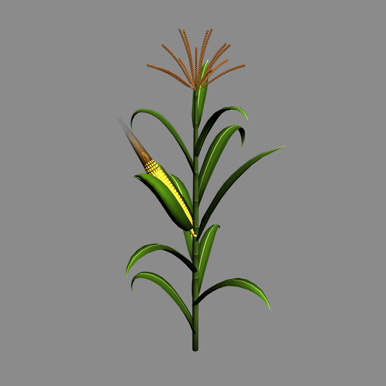 koike town - plant - corn 02 3D Model .c4d .max .obj .3ds .fbx .stl .blend 